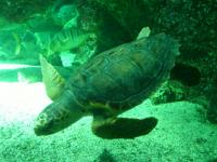 larevuedessciencesdegestion com